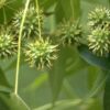 Bontbladige amberboom | Laagstam