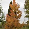 Bontbladige amberboom | Laagstam