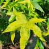 Bontbladige amberboom | Laagstam