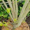 Witte esdoorn | Meerstammig