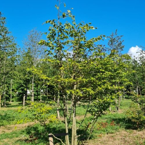 Groene beuk | Meerstammig