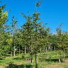 Groene beuk | Meerstammig