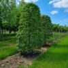 Groene beuk | Bijenkorfvorm