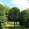 Groene beuk | Bijenkorfvorm