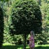 Groene beuk | Bijenkorfvorm