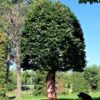 Groene beuk | Bijenkorfvorm