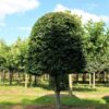 Groene beuk | Bijenkorfvorm