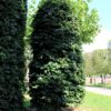 Groene beuk | Bijenkorfvorm