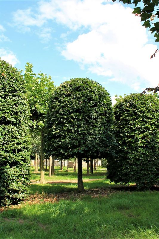 Groene beuk | Bijenkorfvorm op stam