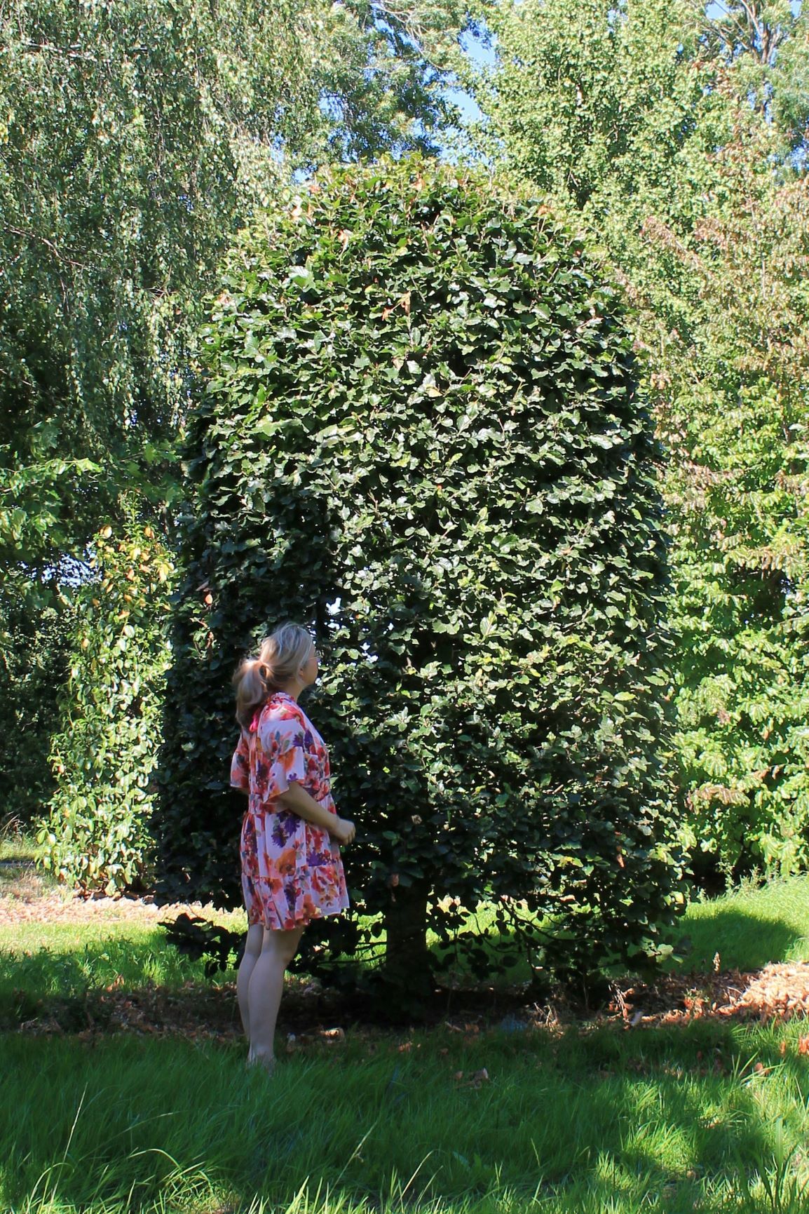 Groene beuk | Bijenkorfvorm