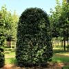 Groene beuk | Bijenkorfvorm