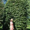 Groene beuk | Bijenkorfvorm