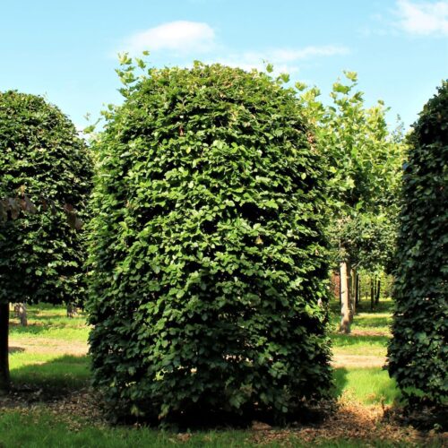 Groene beuk | Bijenkorfvorm