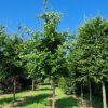 Groene beuk | Hoogstam