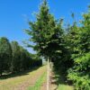 Groene beuk | Hoogstam