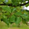 Groene beuk | Laagstam