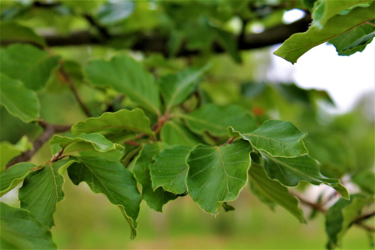 Groene beuk | Laagstam