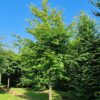 Groene beuk | Hoogstam