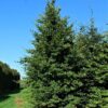 Groene beuk | Laagstam