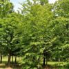 Groene beuk | Laagstam