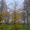 Groene beuk | Laagstam