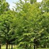 Groene beuk | Laagstam