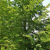 Groene beuk | Laagstam