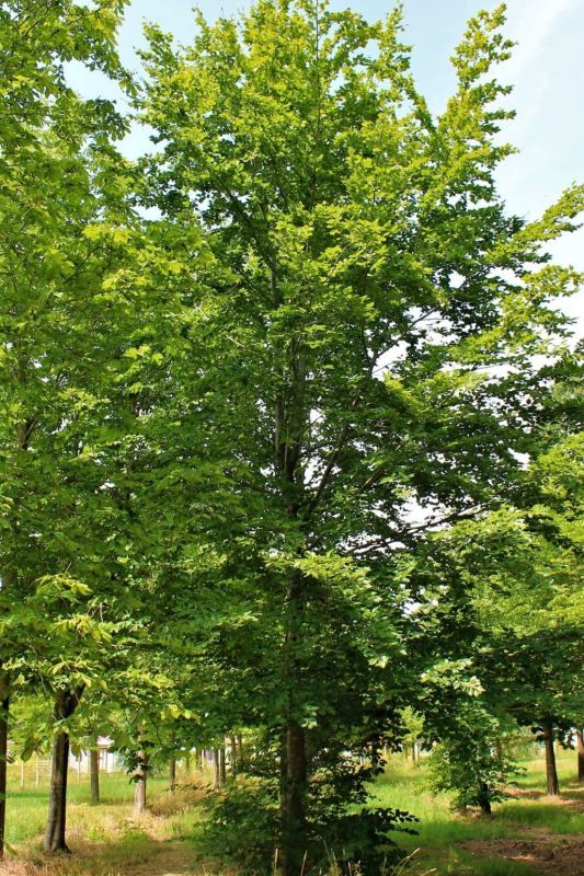 Groene beuk | Laagstam