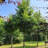 Groene beuk | Hoogstam