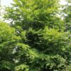 Groene beuk | Laagstam