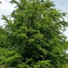 Groene beuk | Laagstam