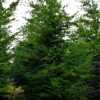 Groene beuk | Laagstam