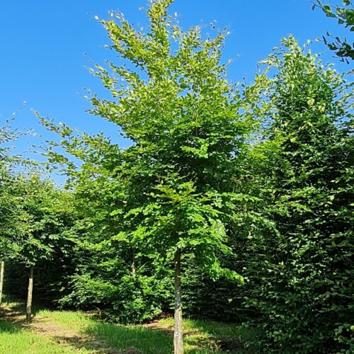 Groene beuk | Hoogstam
