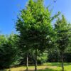 Groene beuk | Hoogstam