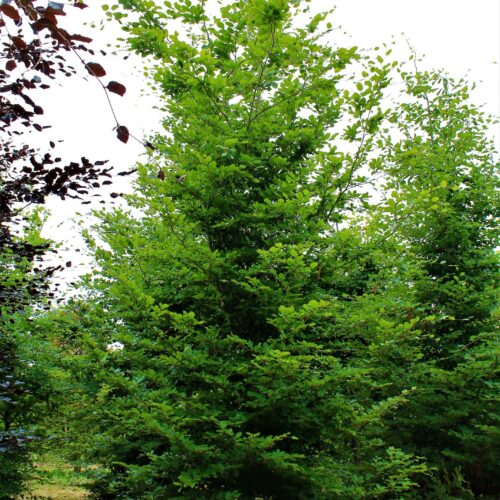 Groene beuk | Laagstam