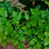Groene beuk | Leivorm
