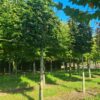 Groene beuk | Leivorm