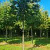 Groene beuk | Leivorm