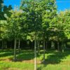 Groene beuk | Leivorm