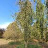 Groene treurbeuk | Halfstam