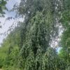 Groene treurbeuk | Halfstam