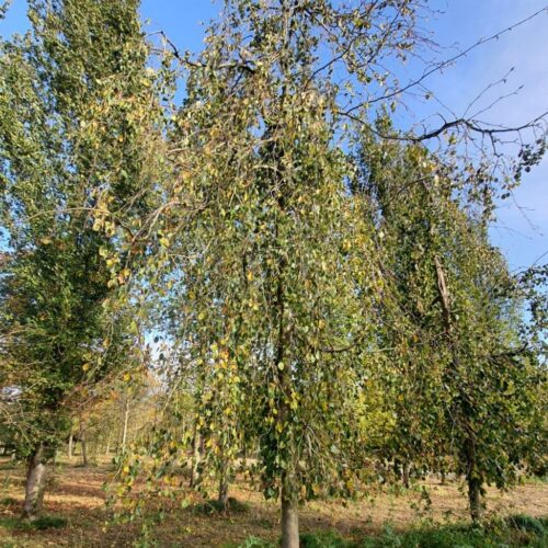 Groene treurbeuk | Halfstam