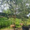 Grove den | Halfstam