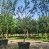 Grove den | Halfstam
