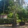 Grove den | Hoogstam