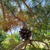 Grove den | Karakterboom