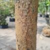 Grove den | Karakterboom