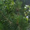 Grove den | Karakterboom