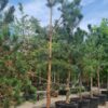Grove den | Laagstam