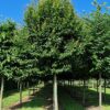 Haagbeuk | Hoogstam